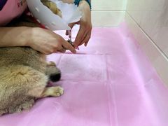 -北京观赏动物医院·24小时大型综合·猫专科·异宠专科