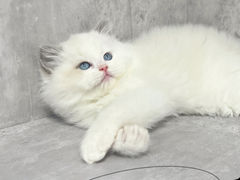 -小猫来了·猫舍(红山六九七九店)