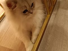 -BABIT巴比特宠物(MOMOPARK店)