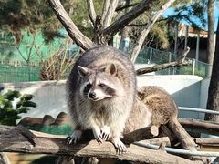 -西霞口神雕山野生动物世界