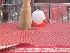 -哈尔滨道外花鸟鱼市场