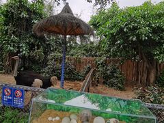 -广州长隆飞鸟乐园