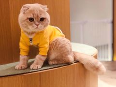 -CAT’S MEWSTAR CAFE·喵星球猫屋(晴湾咖啡店)