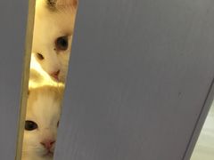 -喵的天空名猫咖啡馆·撸猫·猫舍·用品