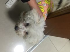 爱侣宠物医院(灵石路总院)-爱侣宠医·鹦鹉专科·小型哺乳类·异宠专科(灵石路店)