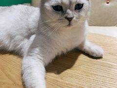 -藏猫猫咖啡主题馆(中央大道店)