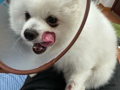 -艾贝尔宠物医院·24H转诊中心·肿瘤猫专科(江宁双龙店)