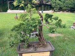 -盆景园(扬州大运河文化旅游度假区)