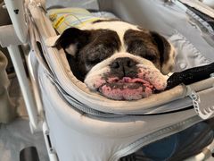 -北京派仕佳德动物医院·超导核磁·CT·神经科·骨科·内外科·急重症管理中心