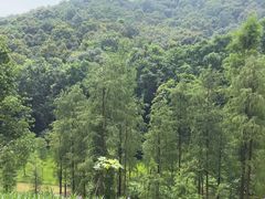 -云溪植物园