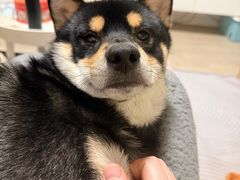 -美联众合动物医院·24h转诊中心