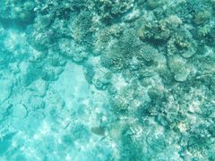 -东姑阿都拉曼海洋公园