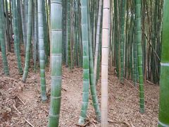 -上海佘山国家森林公园天马山园