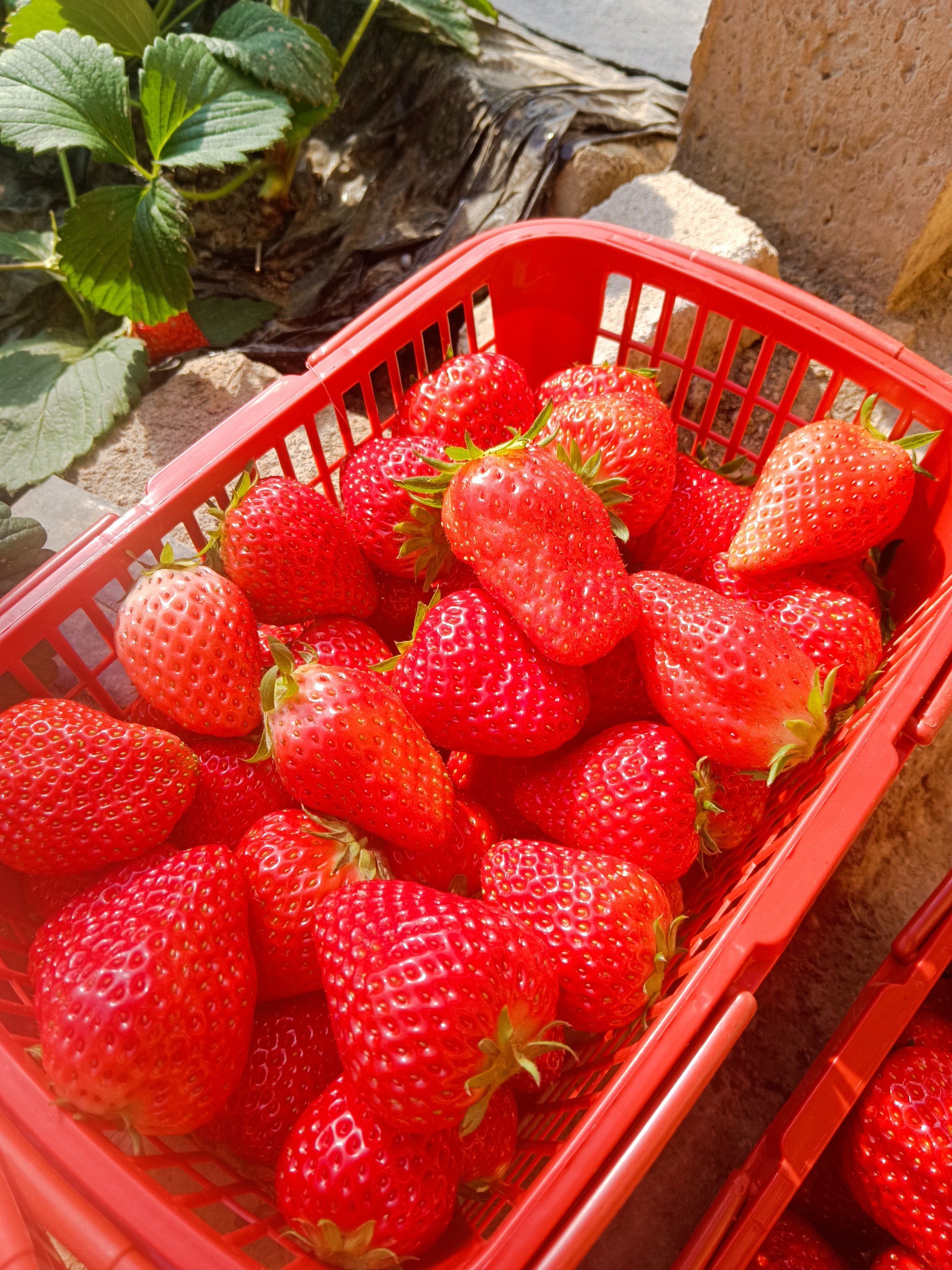 晋荣草莓采摘园