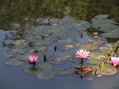 -中国科学院西双版纳热带植物园