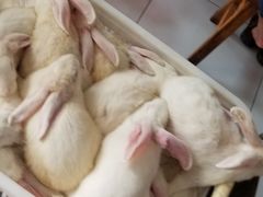 -米二红烧兔(华阳店)