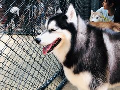 -TrueLove @ Neverland (Husky Cafe)