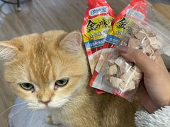 -李小姐の猫咖啡馆(五角场店)