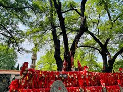 -大槐树寻根祭祖园