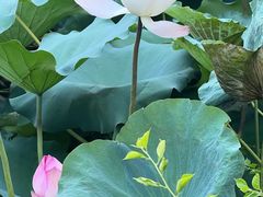 -荔湾湖公园