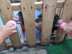 -萌宠亲子动物乐园(槐房万达店)