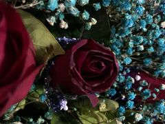 -金田水族花卉市场(银庄大厦店)