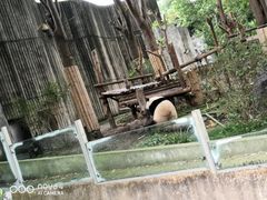 景点-成都大熊猫繁育研究基地