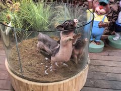 -正佳雨林生态植物园