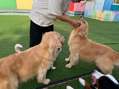 -汪说喵讲宠物乐园宠物酒店(红星美凯龙店)