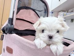 -博特宠物医院24h犬猫全科.骨科·异宠