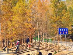 -白水寺森林公园