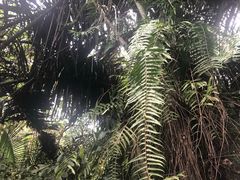 -呀诺达热带雨林