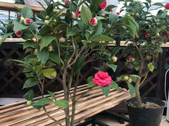 -西部兰花园生态园