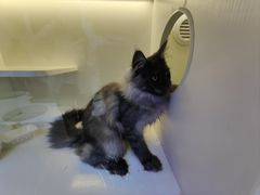 -小猫来了·猫舍(红山六九七九店)