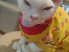 -猫腻·猫咖·撸猫馆(星光大道店)