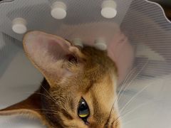 -达爱动物医院·犬猫分区·CT·复杂眼科(远洋山水分院)