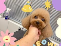 -帕帕拉兹宠物(亚洲旗舰店)