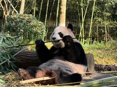 -都江堰中华大熊猫苑