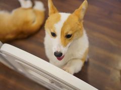 -柯斗斗主题餐厅·狗咖·围炉煮茶·茶饮(国瑞升平里店)