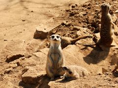 -石家庄市动物园