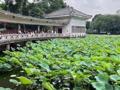 -荔湾湖公园