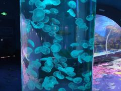 -乐从天佑城海洋馆