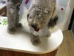 -美联众合宠物医院·爱萌分院·内外科·猫科中心