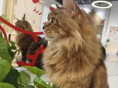 -COLOR PETS 撸猫馆·购猫·猫咖(长风大悦城店)
