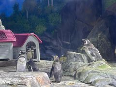 -上海海昌海洋公园