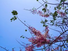 -深圳国际园林花卉博览园