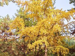 -元大都城垣遗址公园