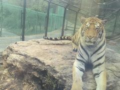 -栾川竹海野生动物园