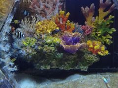 -锦艺城海洋馆