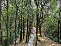 -火炉山森林公园